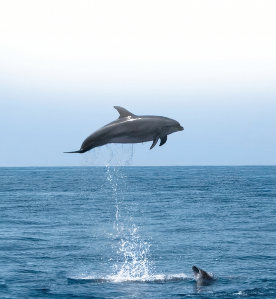 Los Rápidos (2 horas)